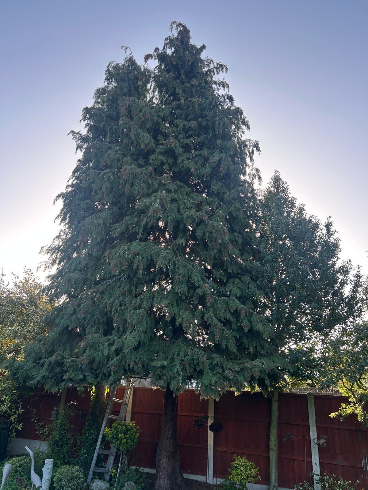 Overgrown conifer reduced and reshaped before