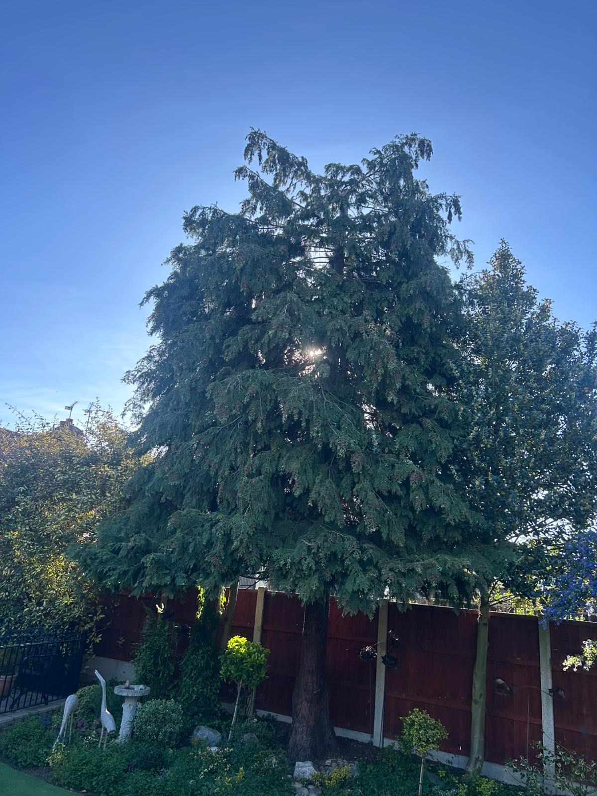 Overgrown conifer reduced and reshaped after